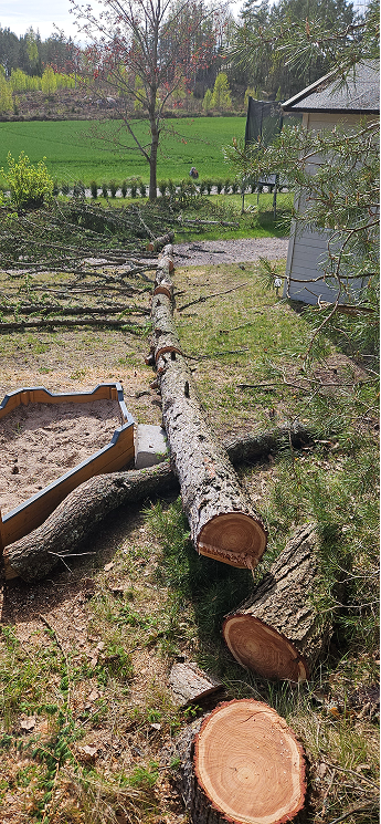 Fällt träd på tomtmark – trädfällning och röjning av Gröna Skogen