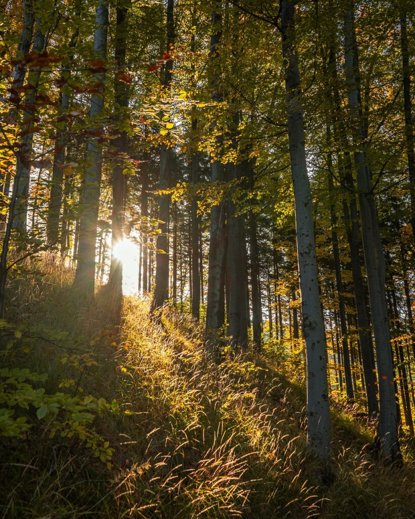 Skog i solsken – symboliserar natur och hållbart skogsbruk
