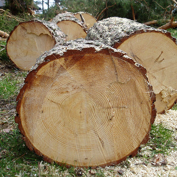 Fällt träd på tomtmark – trädfällning och röjning av Gröna Skogen