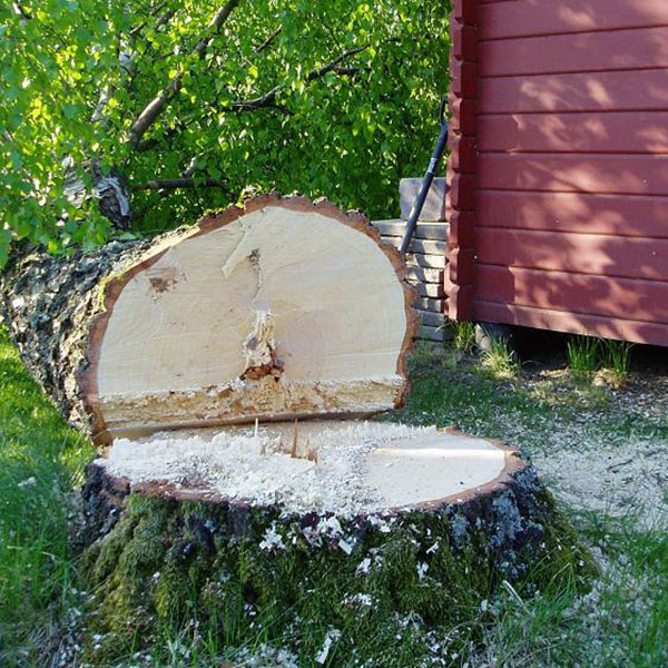 Fällt träd på tomtmark – trädfällning och röjning av Gröna Skogen