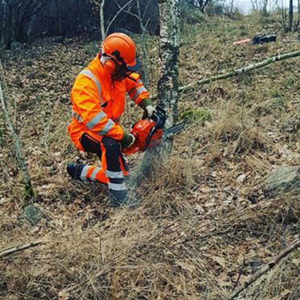 Arborist i arbete med motorsåg – trädfällning av Gröna Skogen